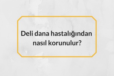 Deli dana hastalığı (BSE) nedir nasıl bulaşır? Deli dana hastalığı teşhisi ve tedavisi